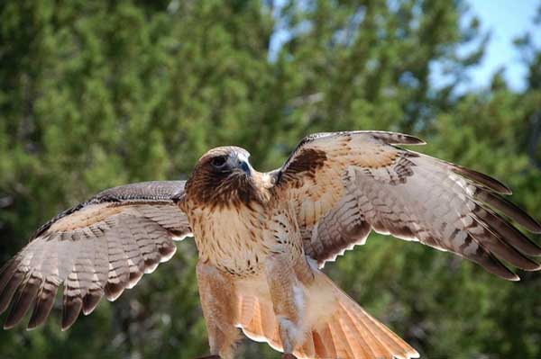 Red-tailed hawks