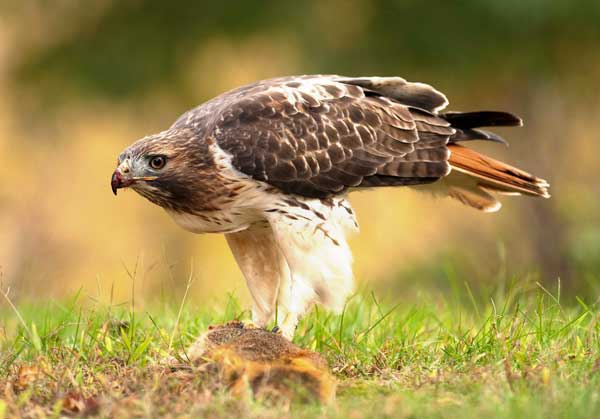 Red tailed hawks