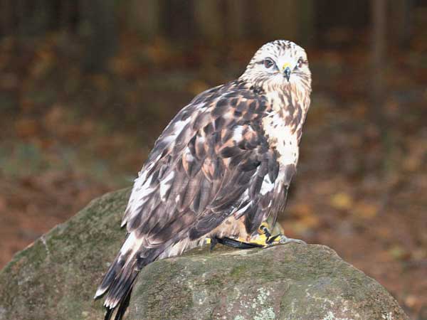 Rough-legged hawks