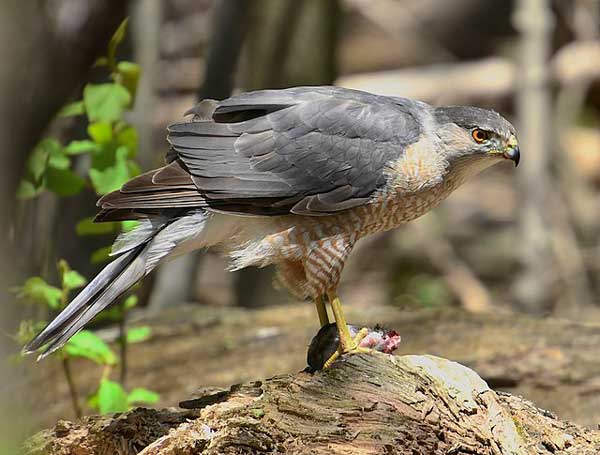 Sharp-shinned hawks