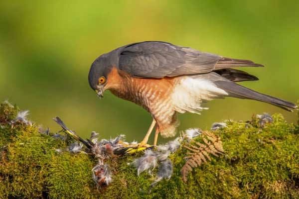 Sparrowhawk