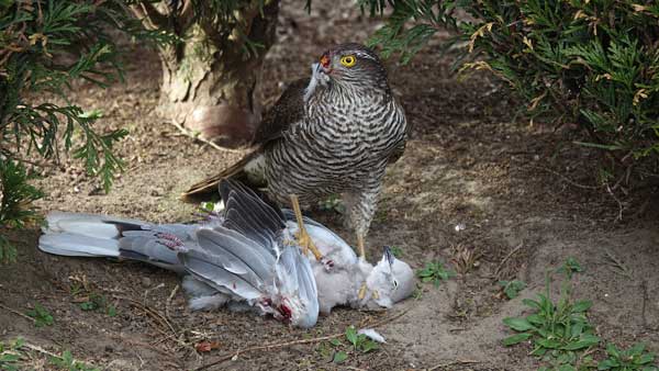 Sparrowhawks