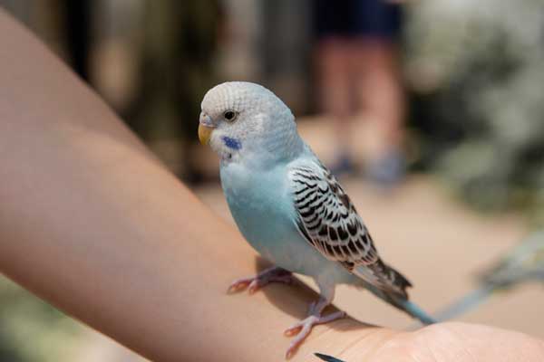 Tips For Feeding Budgies Asparagus