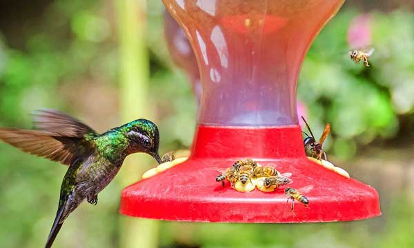 Utilize bee guards in your feeder