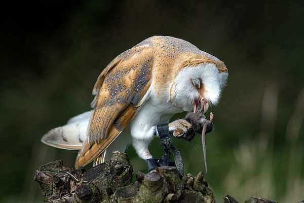 What Animals Do Owls Eat