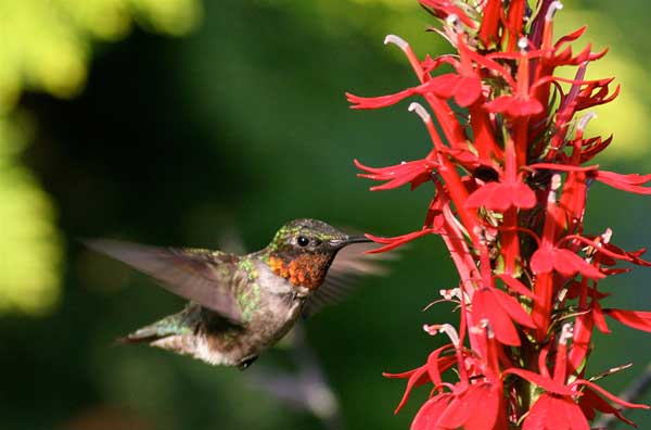 What Do Hummingbirds Feed On