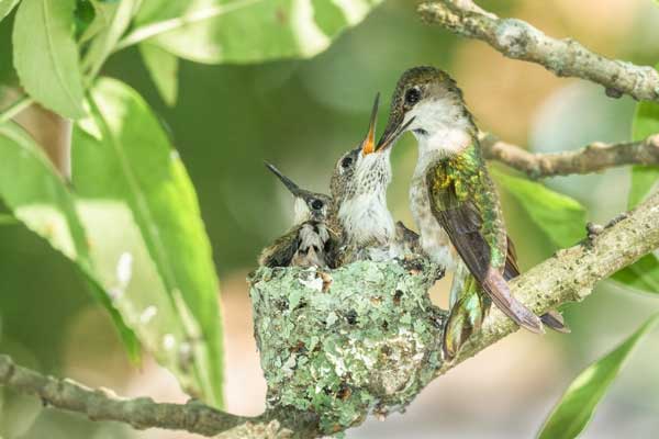 What Materials Do Hummingbirds Use To Build Their Nests