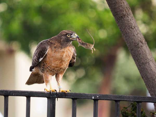 What Method Do Hawks Use to Hunt For Mice