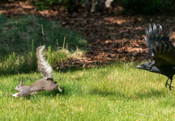 When do ravens attack squirrels