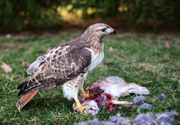 Which Hawks Eat Bunnies