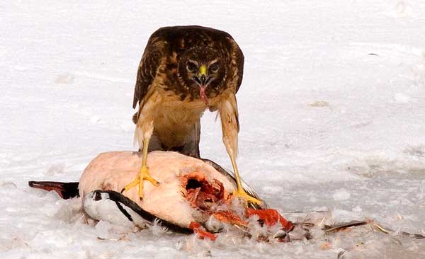 Which Hawks Eat Ducks