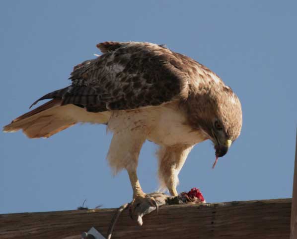 Which Hawks Eat Lizards