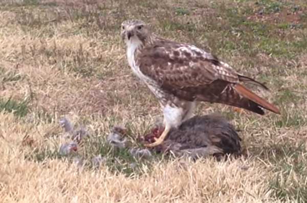 Which Hawks Kill Chicken