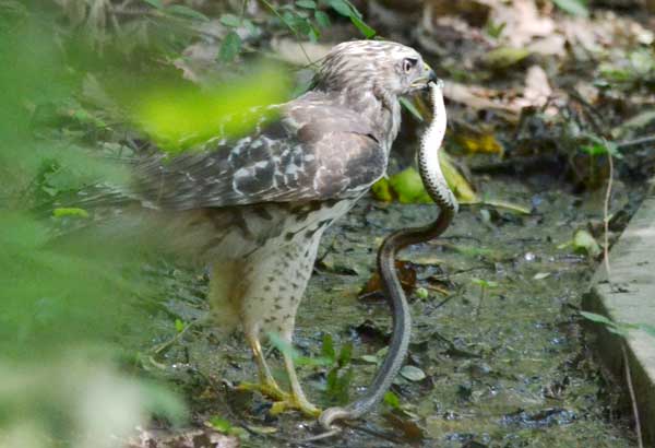 Which Hawks Kill Snakes