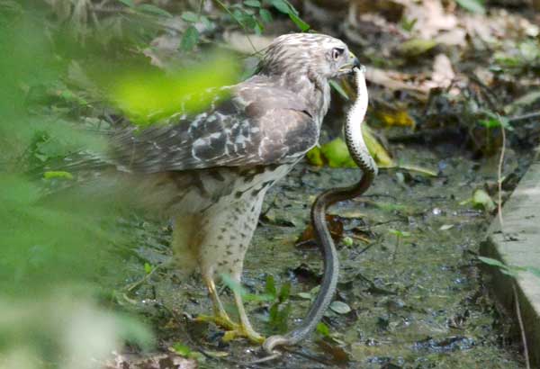 Do Hawks Eat Snake Let S Find Out In Details   Which Hawks Kill Snakes 