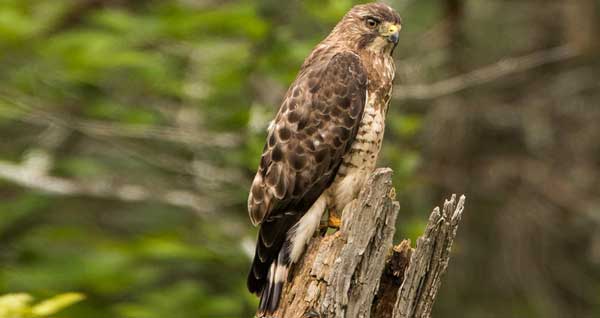 broad-winged hawks