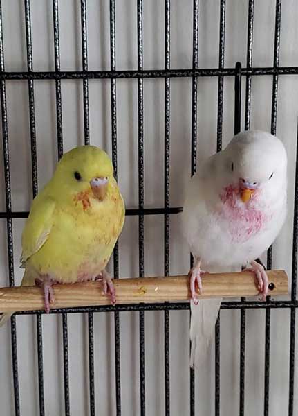 budgie-after-eating-raspberries