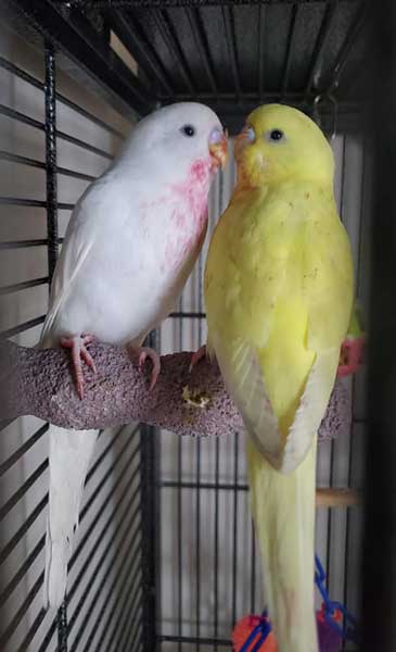 budgie-after-eating-raspberries