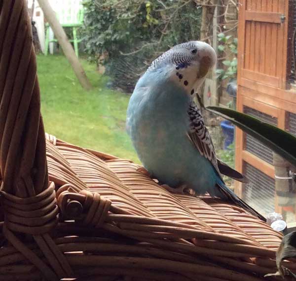 How many grapes should budgies eat