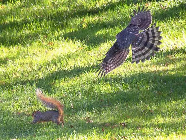 hawks away from squirrels