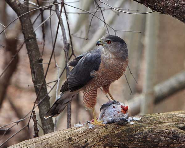 Hawks Eat Other Birds
