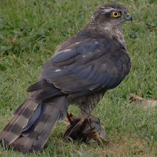 hawks hunt other birds