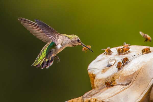 hummingbirds eat bees
