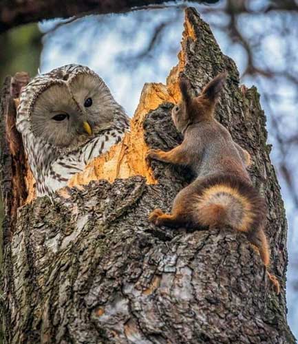 owls attack squirrels