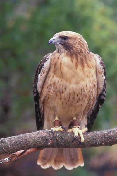 Red-tailed hawk