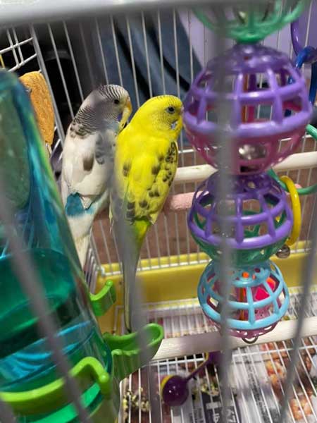 A Couple of Exceptions to Treat Honey Products to Budgies