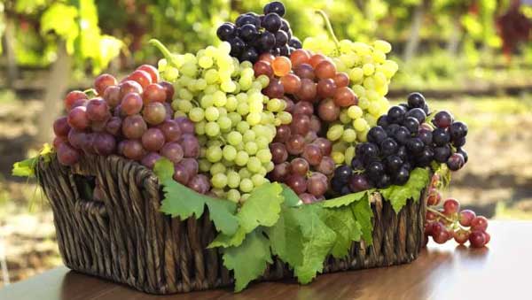All Variety of Grapes