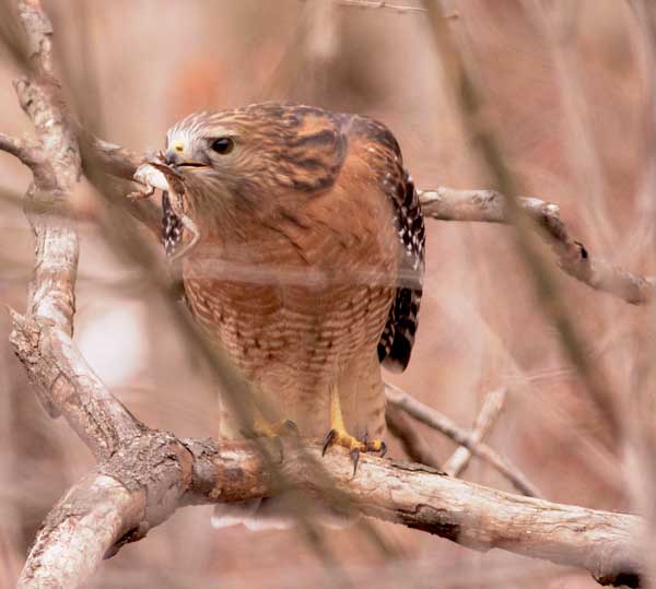 Are Hawks Fast Enough For Frogs