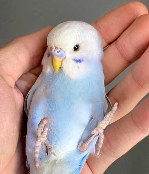 Baby Budgies