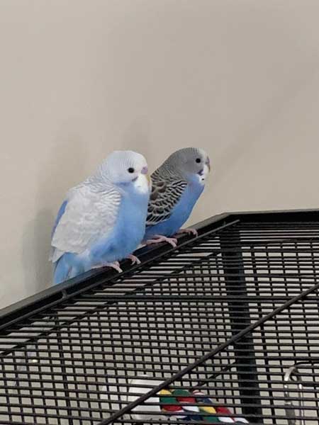 Baby Budgies