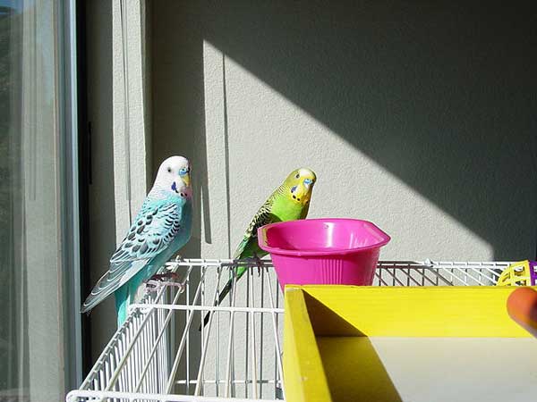 Baby Budgies