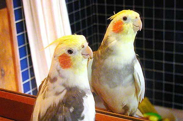 Baby Cockatiels