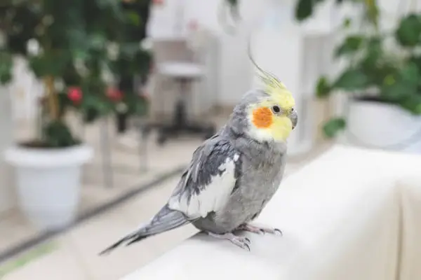 Baby Cockatiels