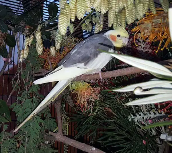 Benefits Of Feeding Pineapple To Cockatiel