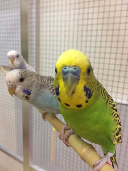 Budgies 