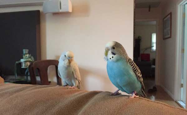 Budgies