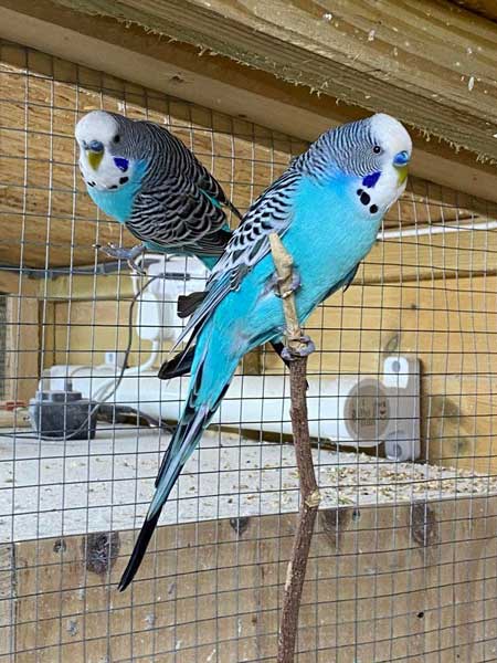 Budgies Eating Peppers