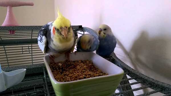 Budgies Eat Cockatiel Food