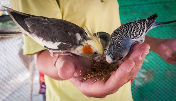 Budgies Eat Cockatiel Food