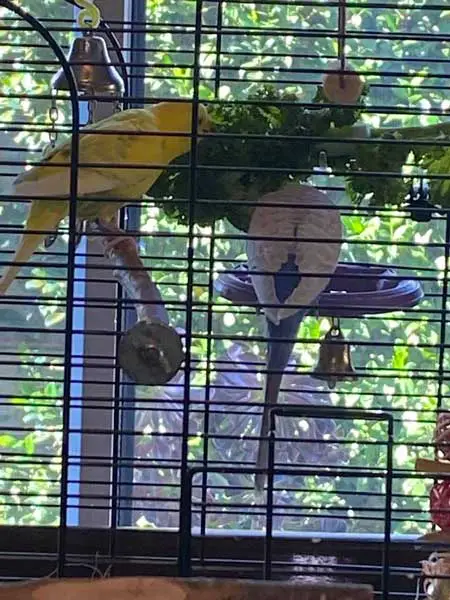 Budgies Eating Kale