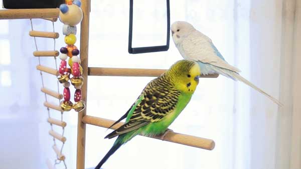 Budgies Eating Pears