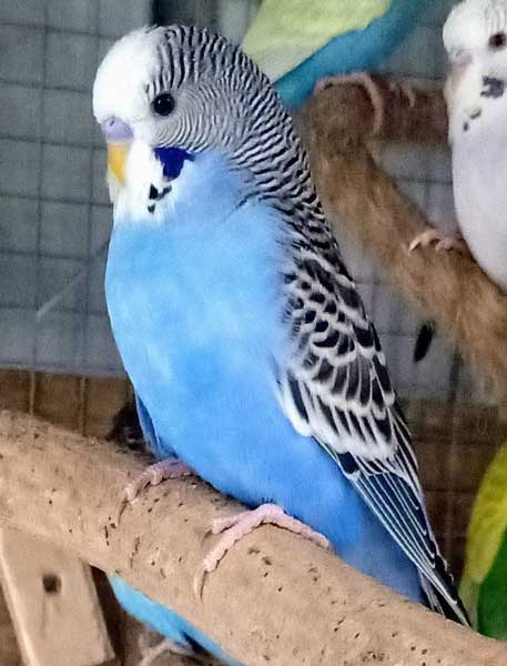 Budgies Eating Peppers