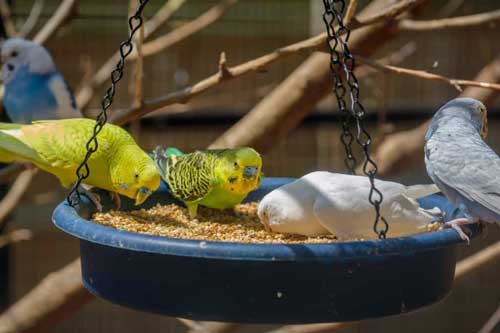 Budgies Like Chia Seeds