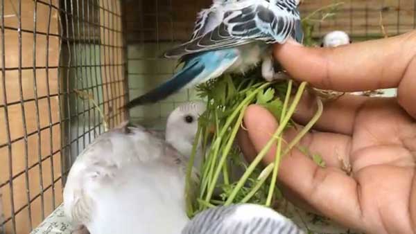 Budgies Like Cilantro