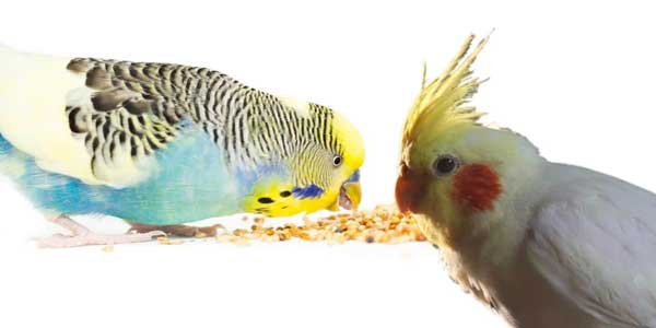 Budgies Like Cockatiel Food