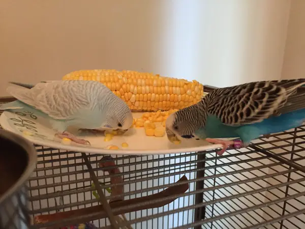 Budgies Like Corn